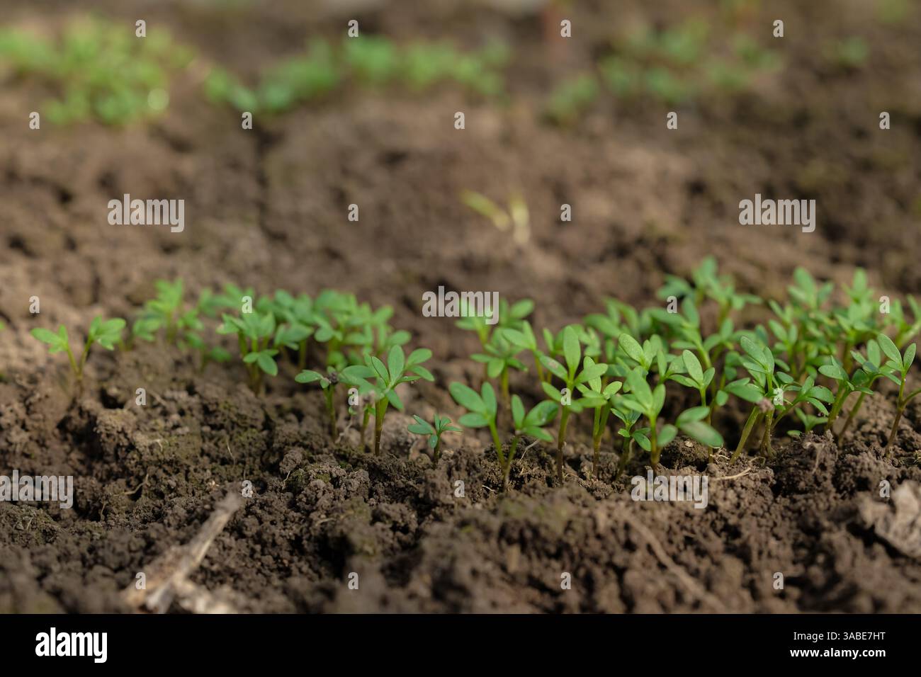 Insalata di crescione nella serra. Cura, innaffiatura, fertilizzazione. Casa in crescita. Concetto di giardinaggio vegetale. Vista dall'alto. Foto Stock