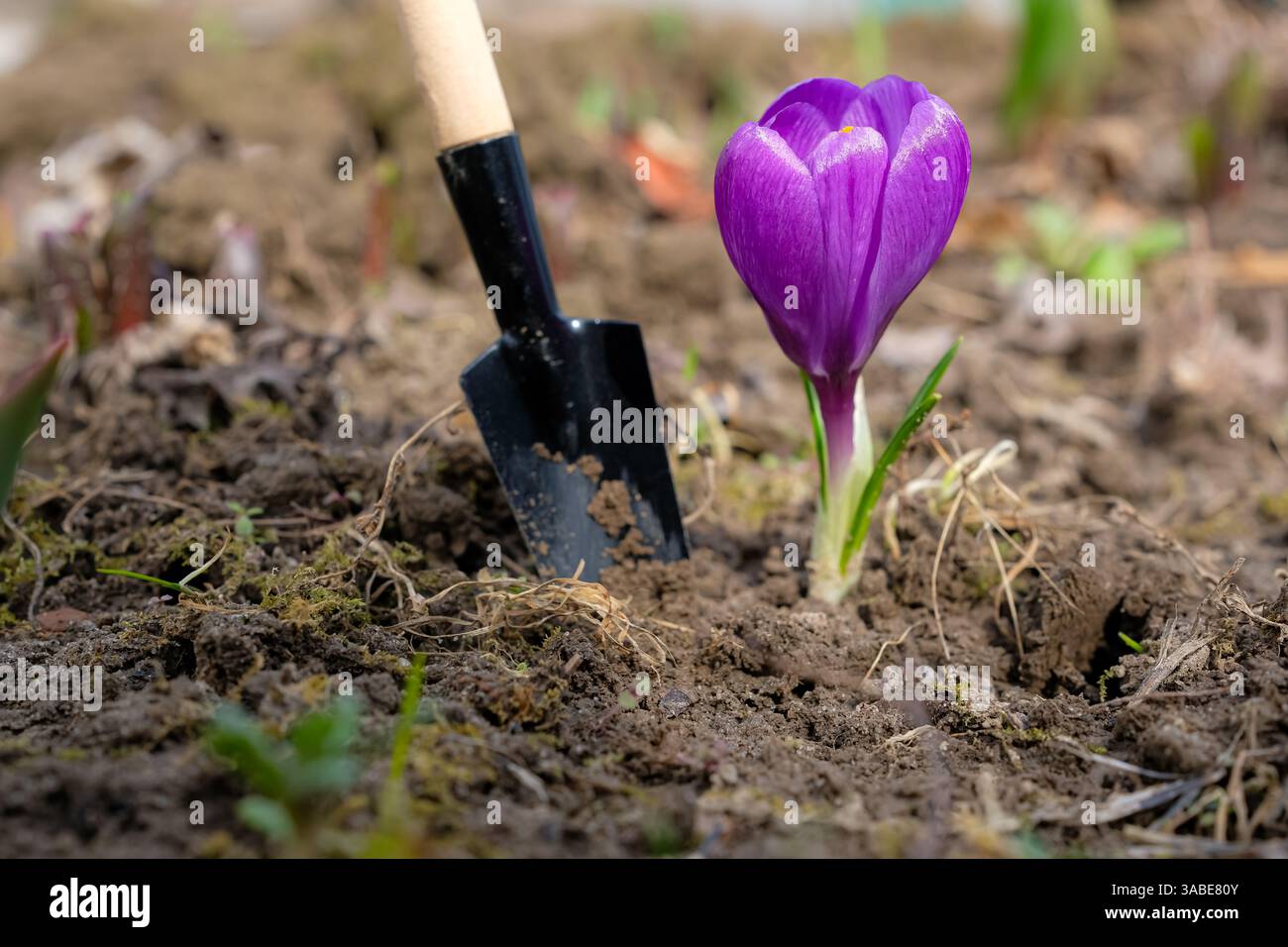 Fiori di cocco viola e cazzuola o pala da giardino. Foto Stock