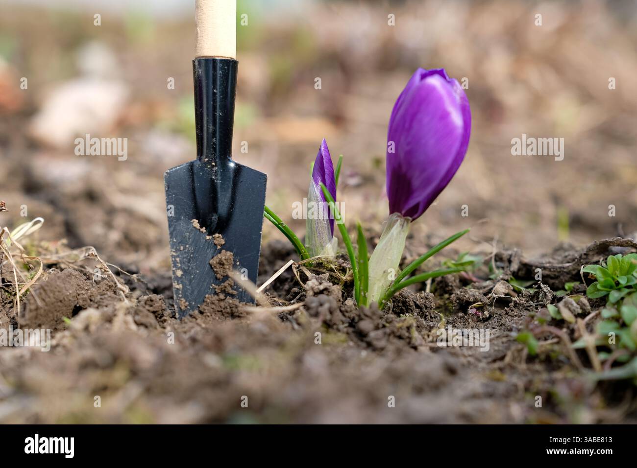 Fiori di cocco viola e cazzuola o pala da giardino. Foto Stock