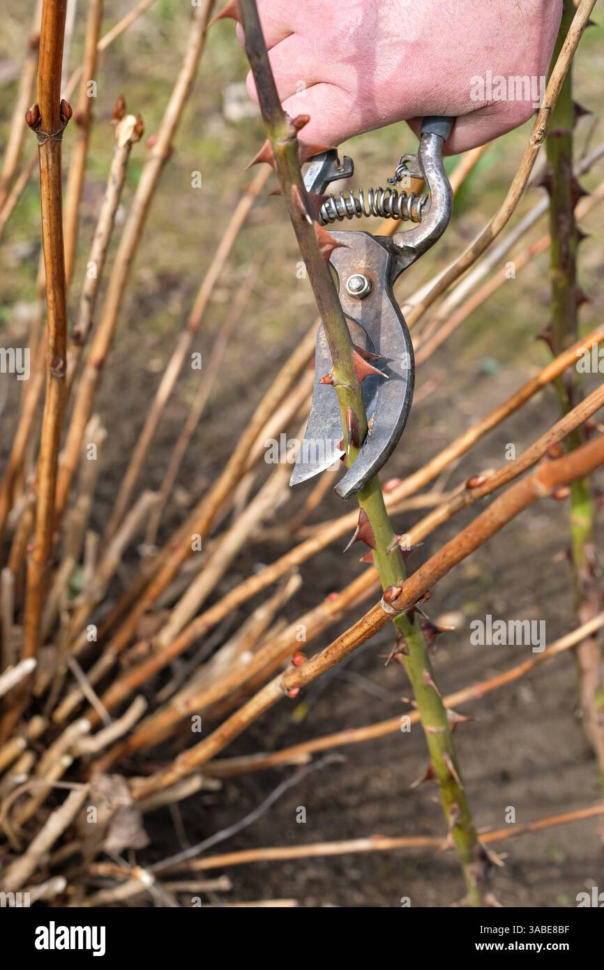 L'uomo taglia un ramo secco e spinoso di una rosa con un paio di cesoie da giardino. Manutenzione stagionale del giardino. Foto Stock