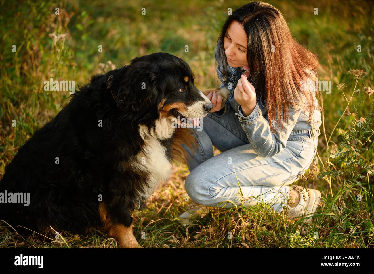 Una donna addestra il cane da montagna bernese durante la passeggiata nel parco, la proprietaria tratta il suo animale domestico con una delizia per seguire i comandi. Allenamento professionale dei cani, dolcetti per animali domestici Foto Stock