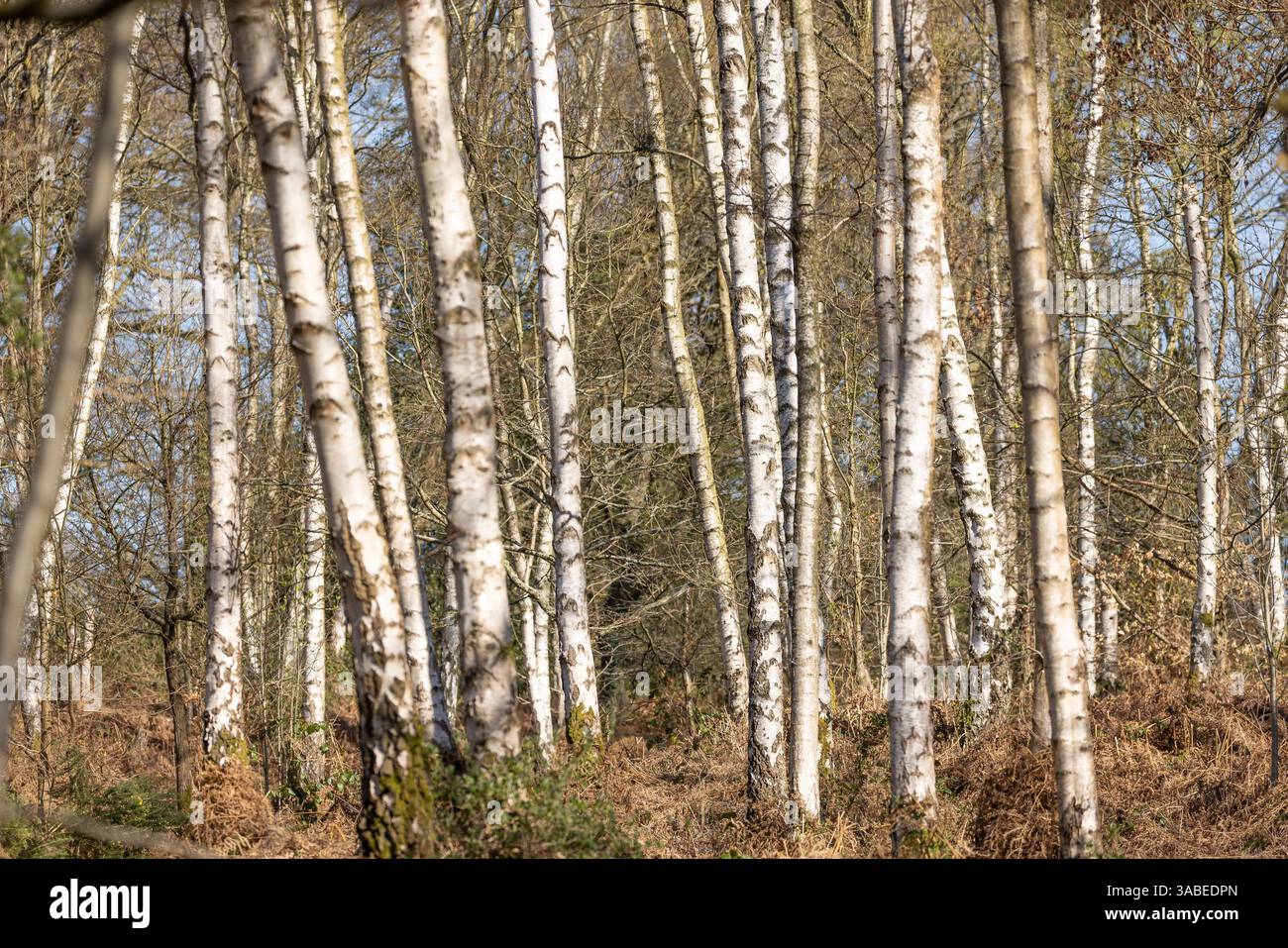 Ammira un bosco senza fronzoli pieno di alberi di silverbirch in una giornata di sole nelle prime ore della primavera. Foto Stock