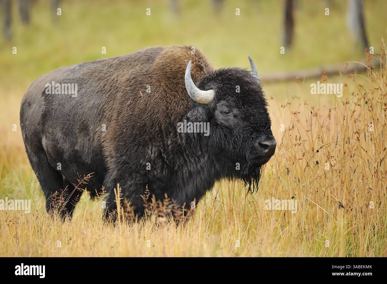 American Bison (bisonte bisonte bisonte), Bull, Yellowstone National Park, Wyoming, USA | Amerikanischer Bison (bisonte Bos, bisonte bisonte bisonte), Bulle Foto Stock