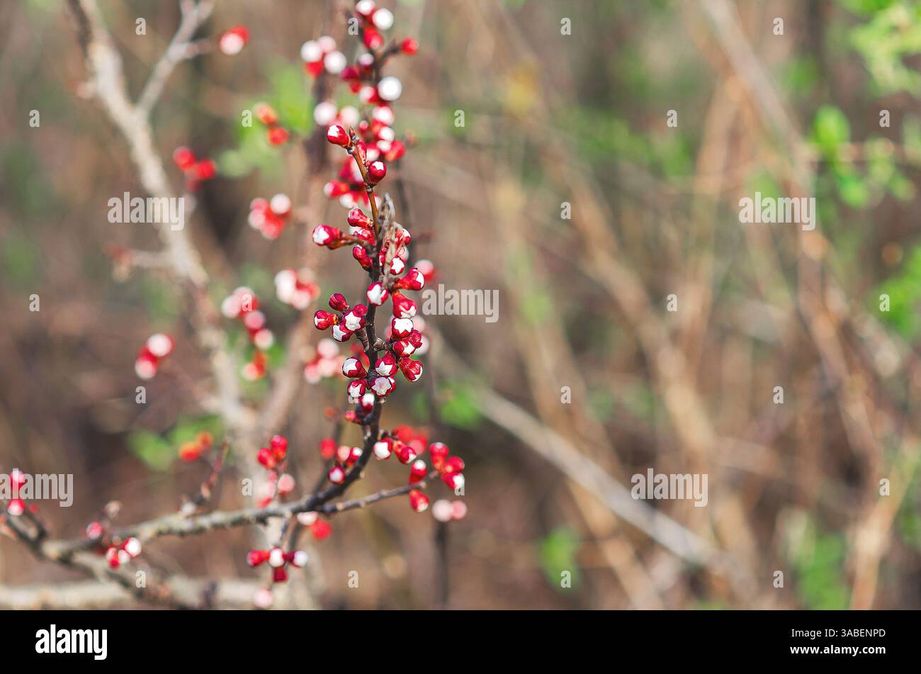 Delicate albicocche all'inizio della primavera: Il rinnovamento della natura e la bellezza stagionale Foto Stock