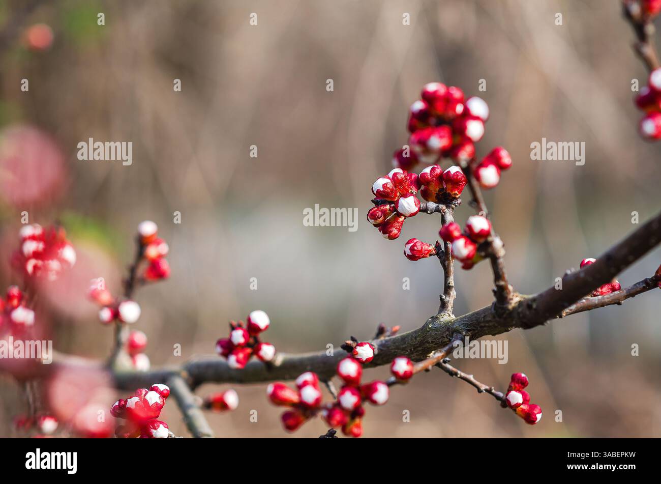 Meraviglia botanica: Boccioli di fiori di albicocca su rami con sfondo naturale sfocato Foto Stock