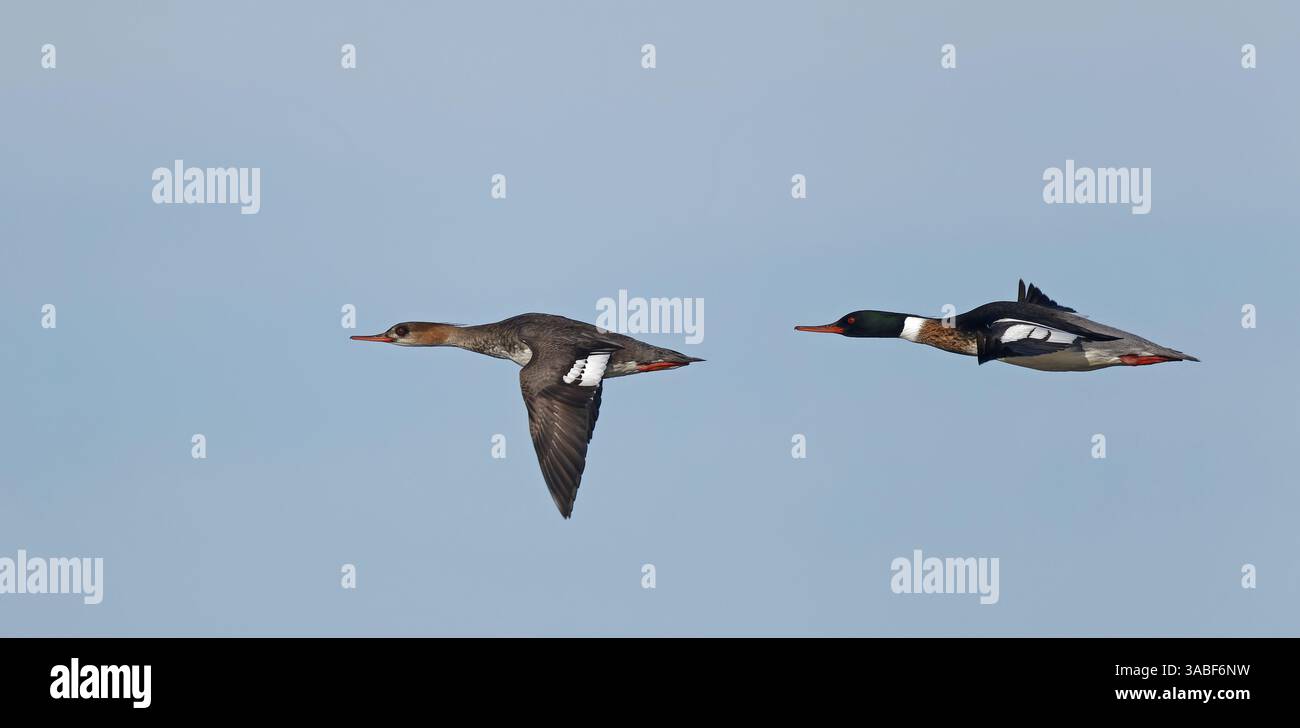 Un paio di merganser dal petto rosso in volo Foto Stock