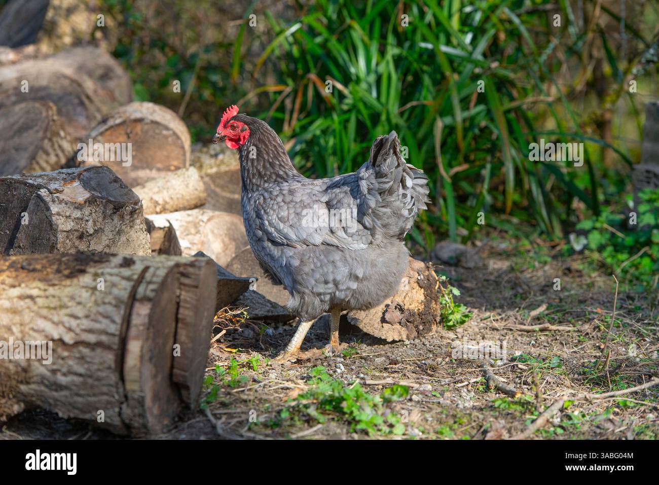 gallina ovaiola ibrida bluebell, libera circolazione Foto Stock