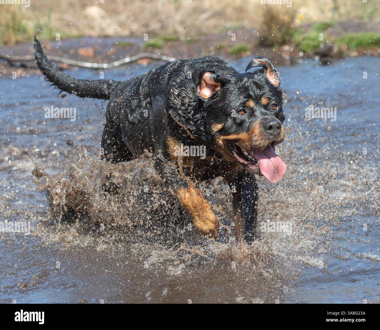 Rottweiler Foto Stock