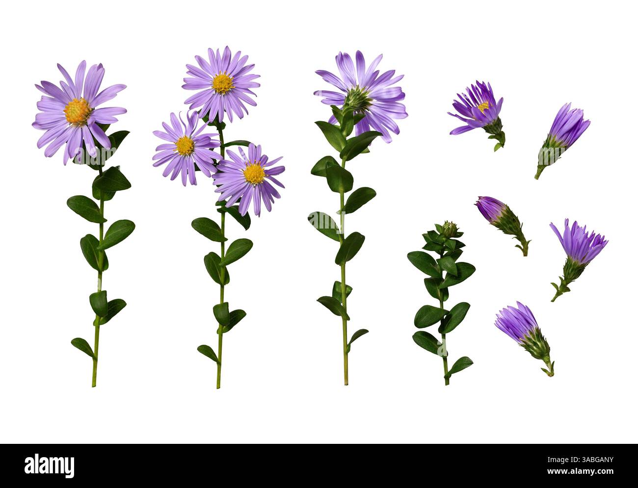 Set di fiori lilla e gemme di margherita europea di Michaelmas (Aster amellus) isolati su sfondo bianco. Foto Stock
