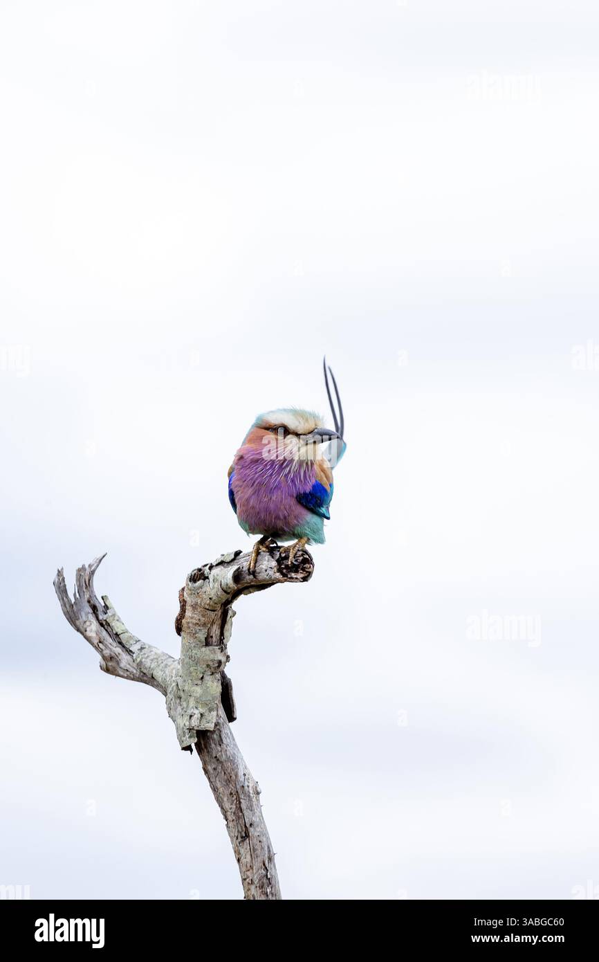 Common Roller, rullo europeo colorato uccello su ramo asciutto, sfondo cielo. Sudafrica, safari nel Kruger National Park. piccolo uccello blu rosa arancio col Foto Stock