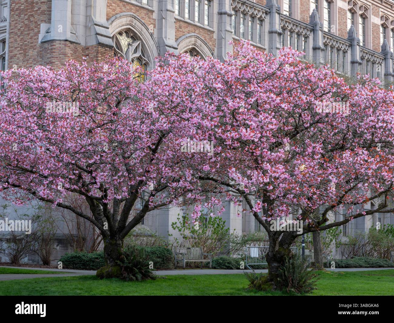 WA26480-00...WASHINGTON - Cherry Trees and the Suzzallo Library presso l'Università di Washington. Foto Stock