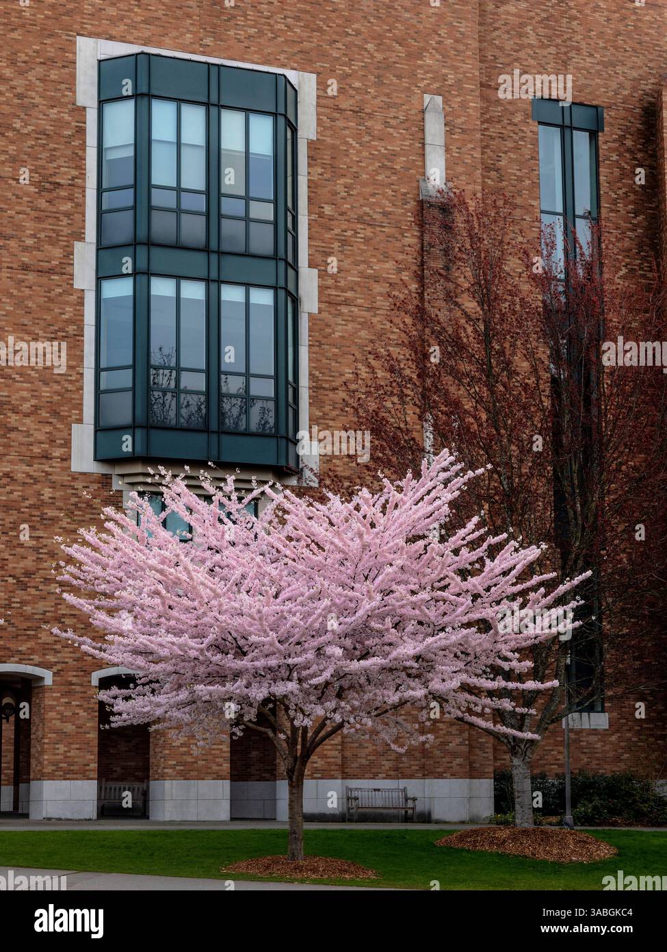 WA26483-00...WASHINGTON - alberi di ciliegio con l'edificio di ingegneria elettrica e informatica dell'Università di Washington. Foto Stock