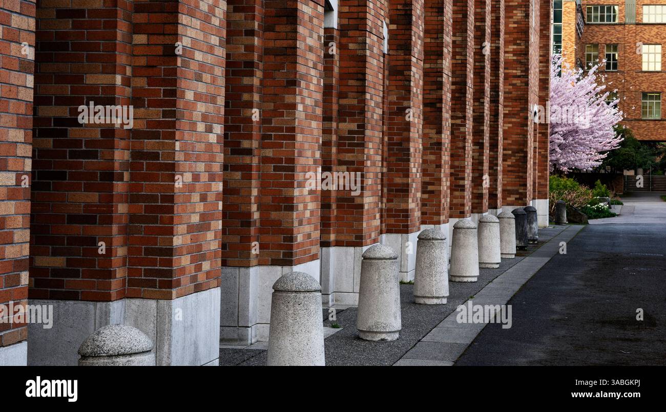 WA26484-00...WASHINGTON - alberi di ciliegio con l'edificio di ingegneria elettrica e informatica dell'Università di Washington. Foto Stock