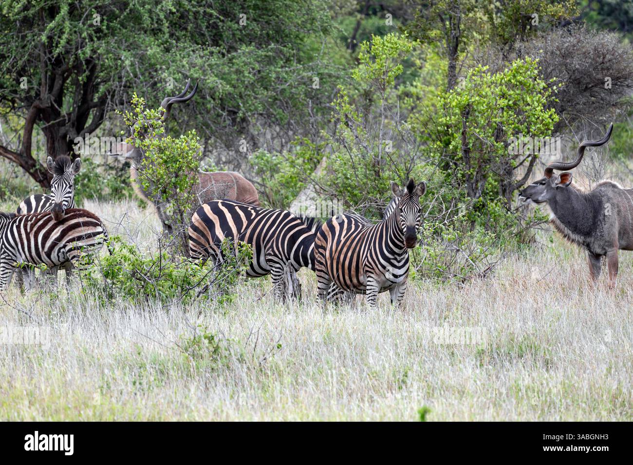 Zebre e grande Kudu nella savana africana, nel Parco Nazionale di Kruger, in Sudafrica Foto Stock