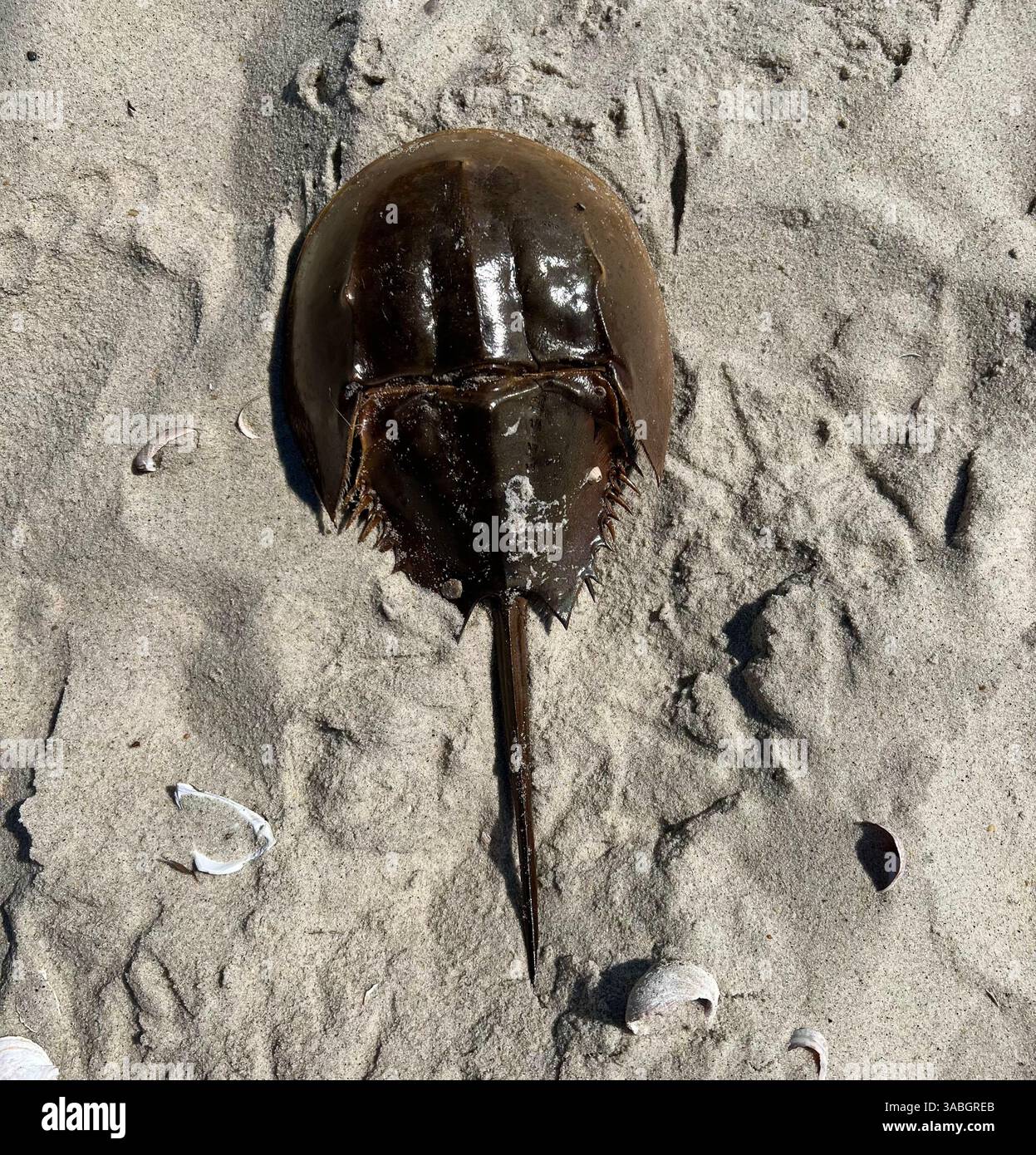 Un granchio a ferro di cavallo poggia su una spiaggia sabbiosa, è duro, conchiglia marrone che risplende alla luce del sole. Foto Stock