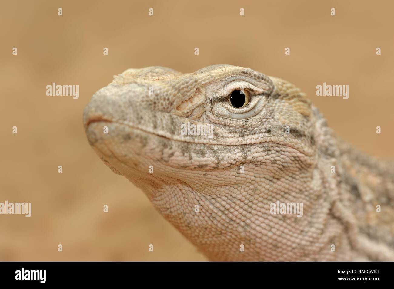 Monitor del deserto o monitor grigio (Varanus griseus) | Wüstenwaran (Varanus griseus) Foto Stock