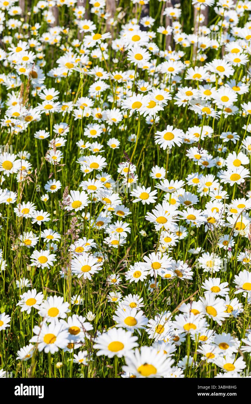 üppig blühen Magerwiesen-Margeriten Leucanthemum vulgare, Sachsen, Deutschland **** margherite di prati in fiore Leucanthemum vulgare , Sassonia, tedesco Foto Stock