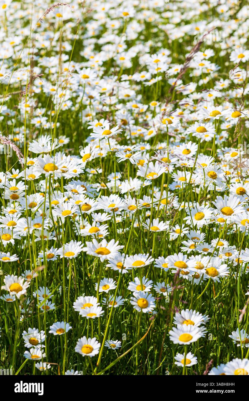 üppig blühen Magerwiesen-Margeriten Leucanthemum vulgare, Sachsen, Deutschland **** margherite di prati in fiore Leucanthemum vulgare , Sassonia, tedesco Foto Stock