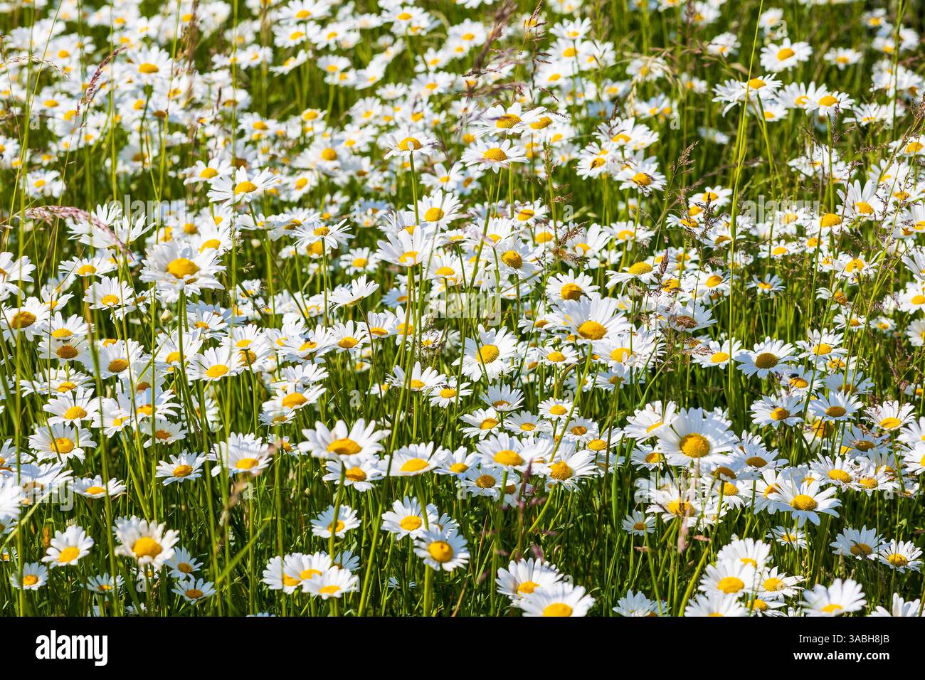üppig blühen Magerwiesen-Margeriten Leucanthemum vulgare, Sachsen, Deutschland **** margherite di prati in fiore Leucanthemum vulgare , Sassonia, tedesco Foto Stock