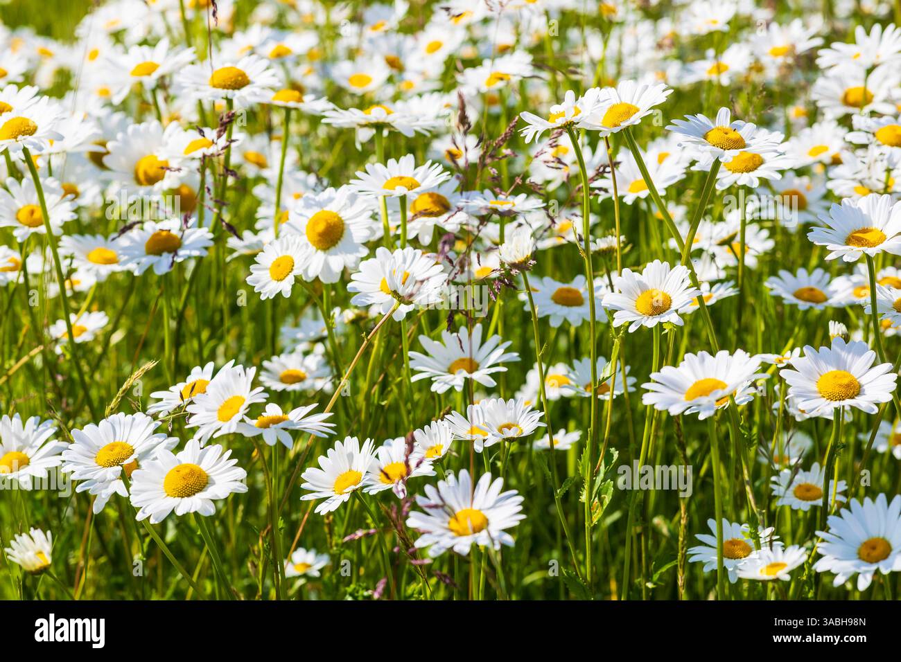 üppig blühen Magerwiesen-Margeriten Leucanthemum vulgare, Sachsen, Deutschland **** margherite di prati in fiore Leucanthemum vulgare , Sassonia, tedesco Foto Stock