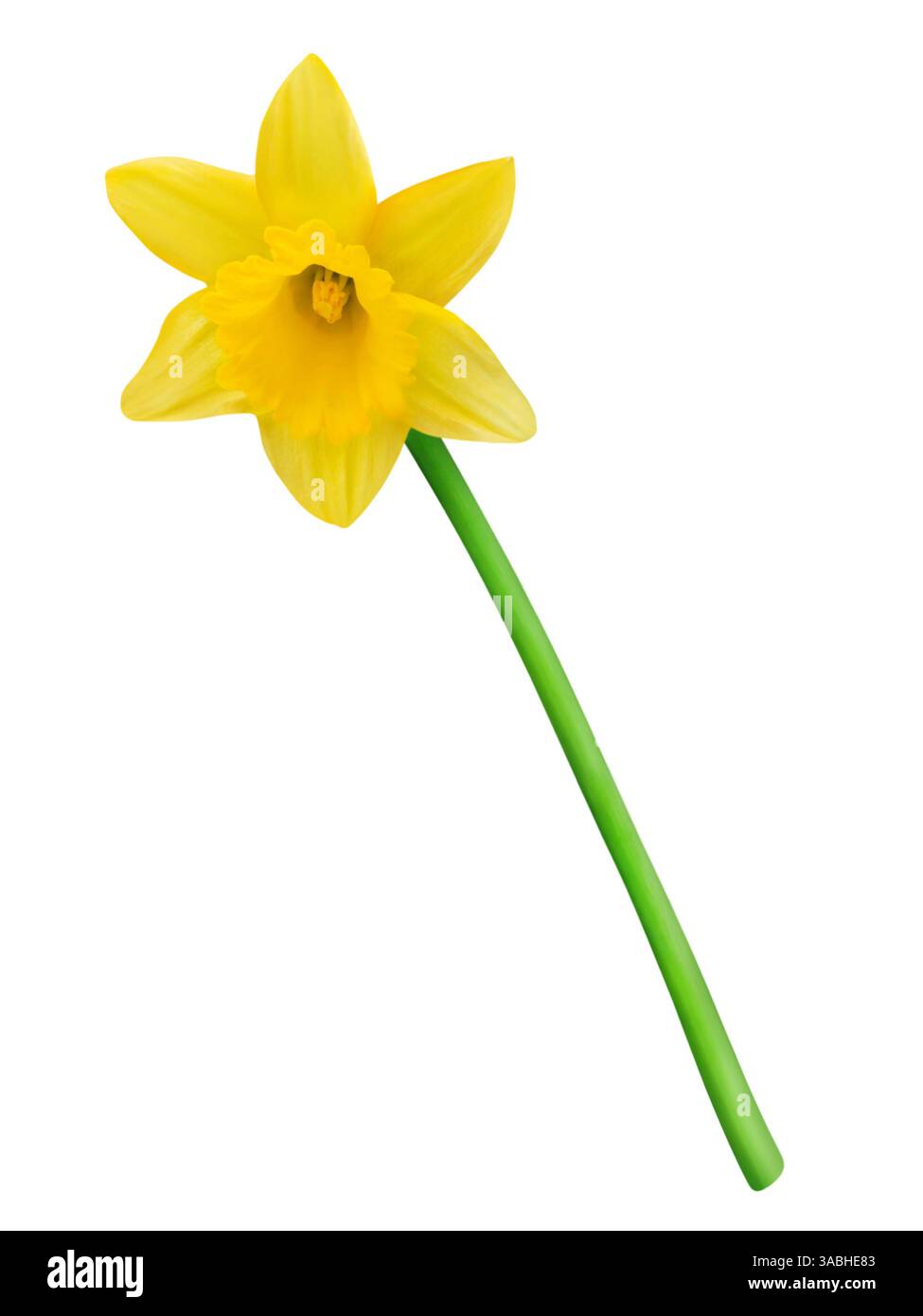 Giallo Daffodil isolati su sfondo bianco Foto Stock