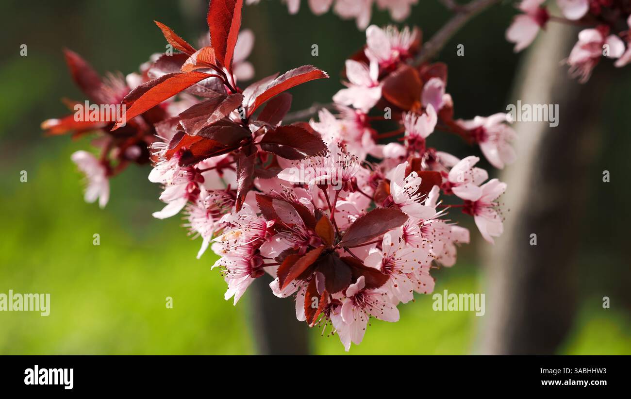Splendidi fiori rosa fioriti, vista ravvicinata dei dettagli floreali Foto Stock