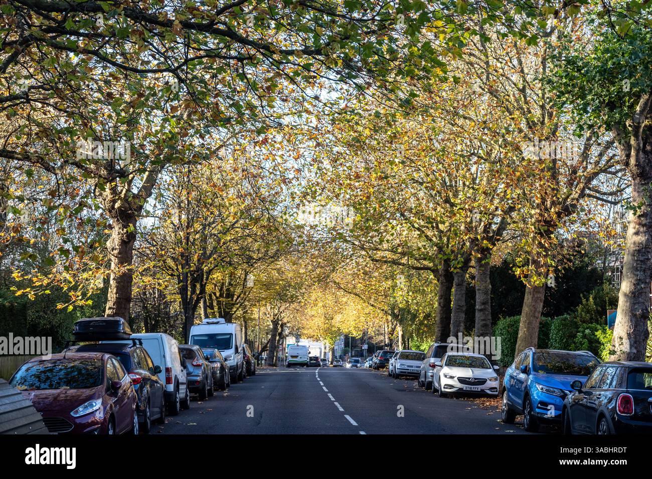 L'autunno lascia Finchley North London UK Foto Stock