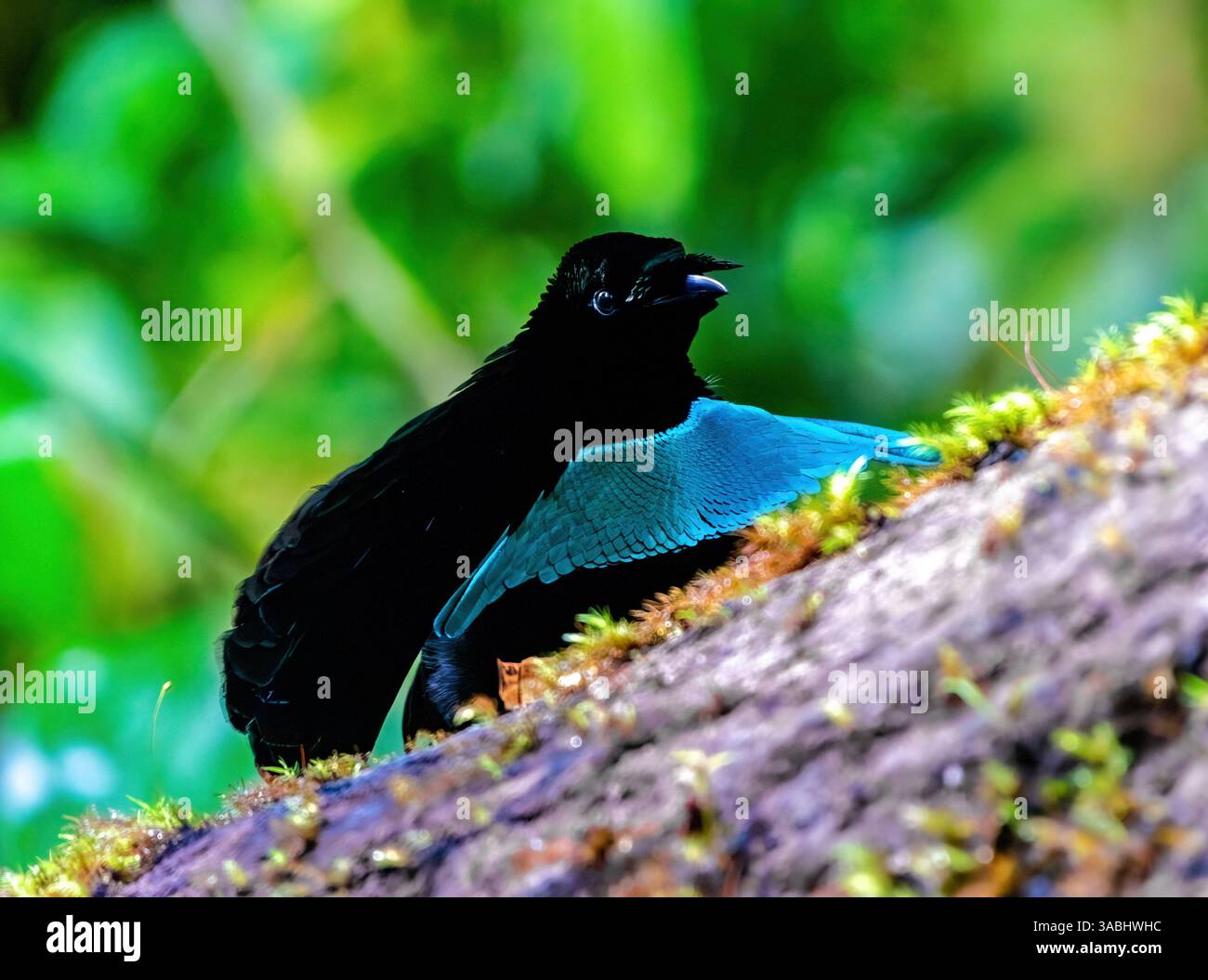 Un maschio Vogelkop Lophorina (Lophorina superba) Bird of Paradise corteggiamento danzare nella foresta. Papua Occidentale, Indonesia. Foto Stock