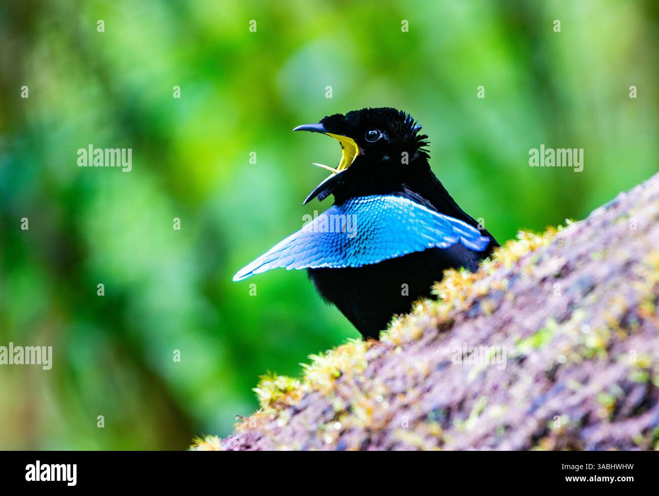 Un maschio Vogelkop Lophorina (Lophorina superba) Bird of Paradise che chiama nella foresta. Papua Occidentale, Indonesia. Foto Stock