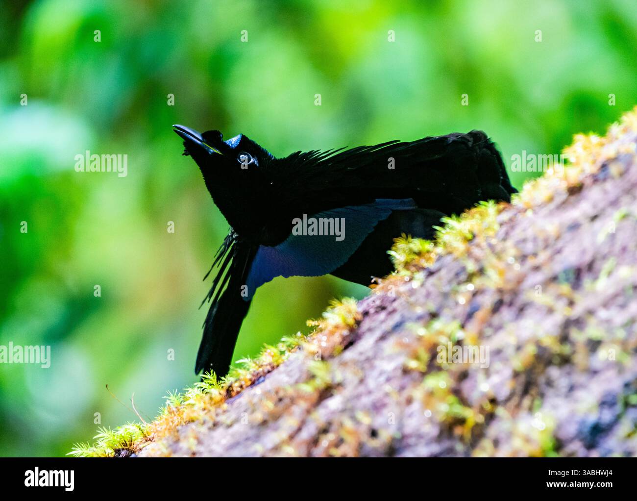 Un maschio Vogelkop Lophorina (Lophorina superba) Bird of Paradise corteggiamento danzare nella foresta. Papua Occidentale, Indonesia. Foto Stock