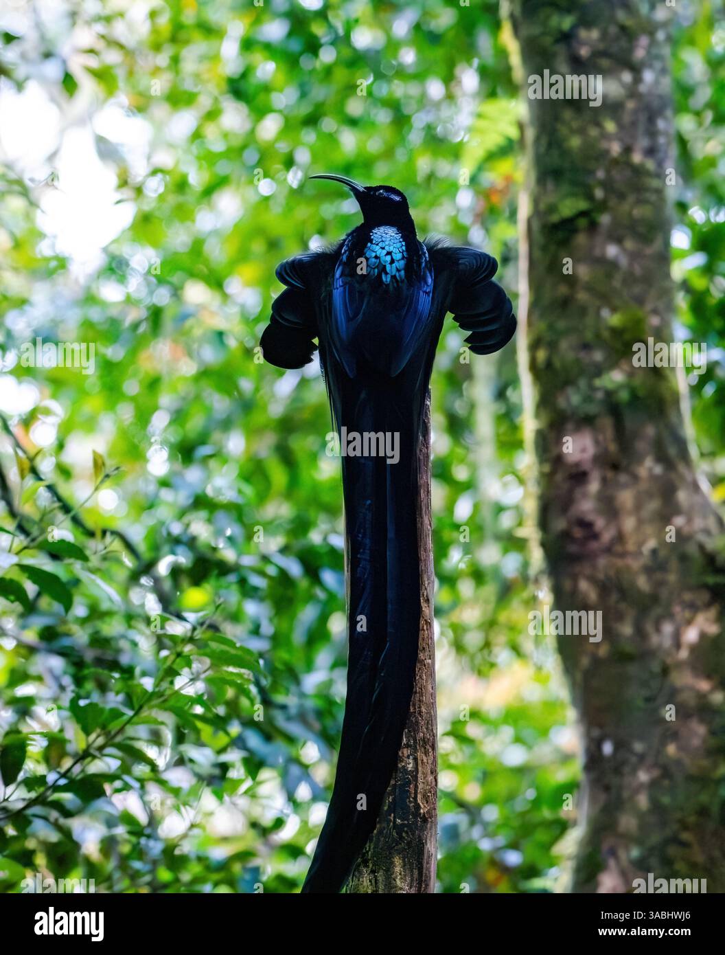 Un maschio Black Sicklebill (Epimachus fastosus) Bird of Paradise corteggiamento che danzava sul suo lek post nella foresta. Papua Occidentale, Indonesia. Foto Stock