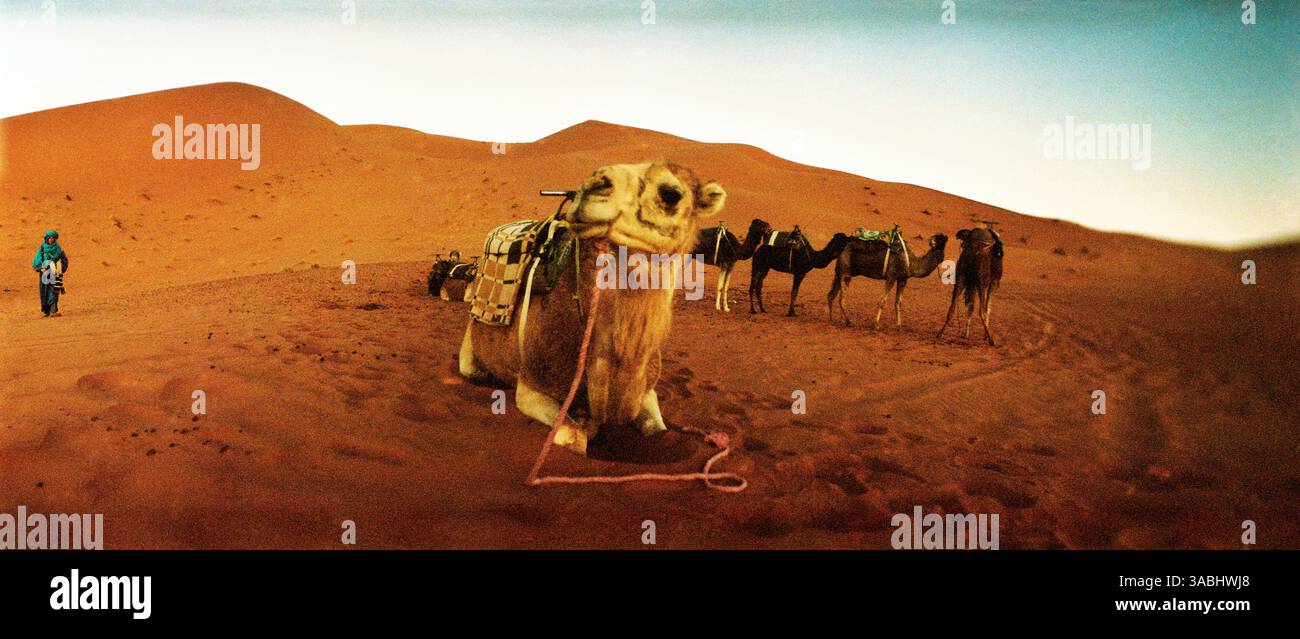Vista panoramica di un cammello nel deserto del Sahara con un uomo berbero sullo sfondo, il Marocco Foto Stock