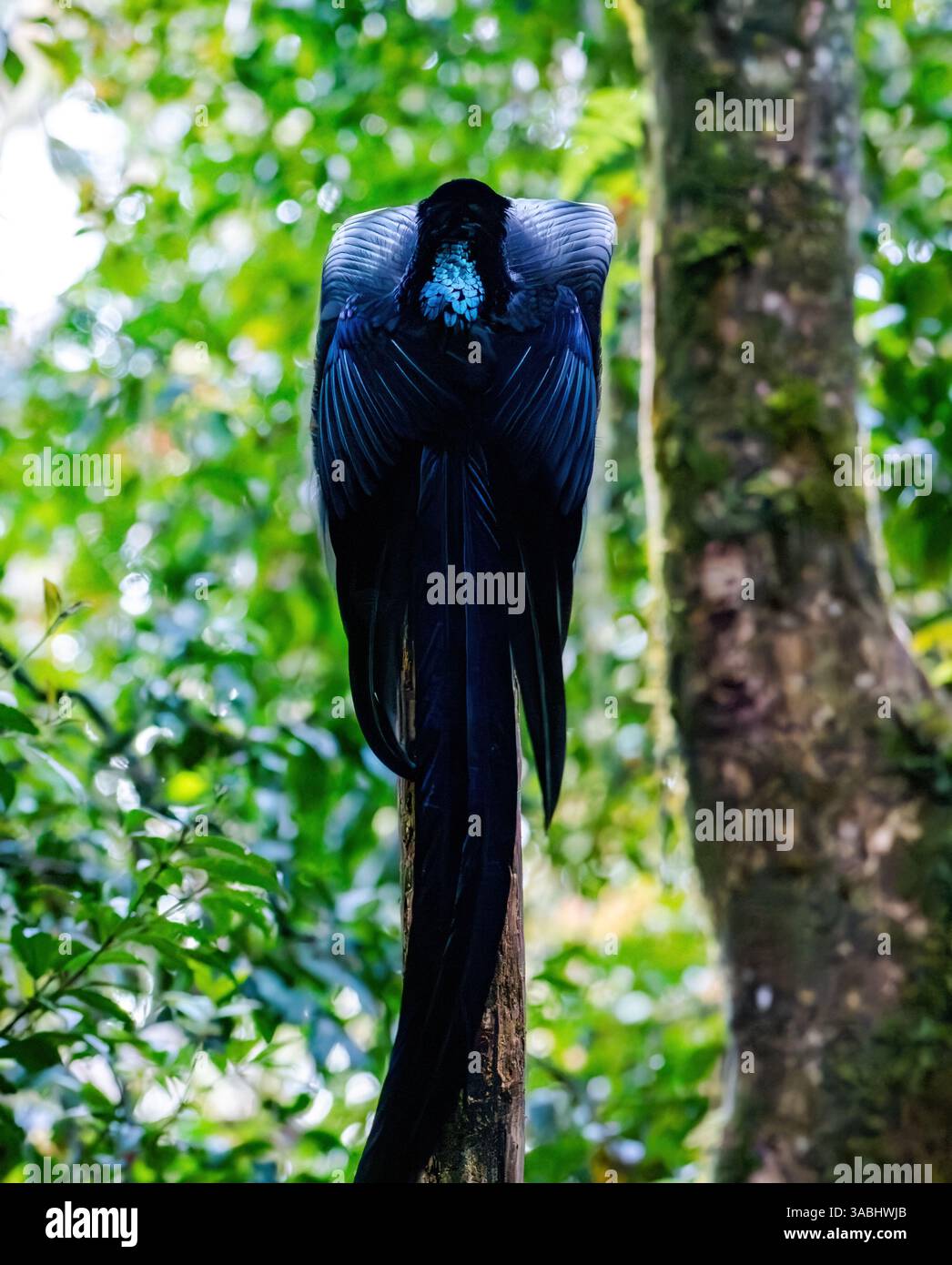 Un maschio Black Sicklebill (Epimachus fastosus) Bird of Paradise corteggiamento che danzava sul suo lek post nella foresta. Papua Occidentale, Indonesia. Foto Stock
