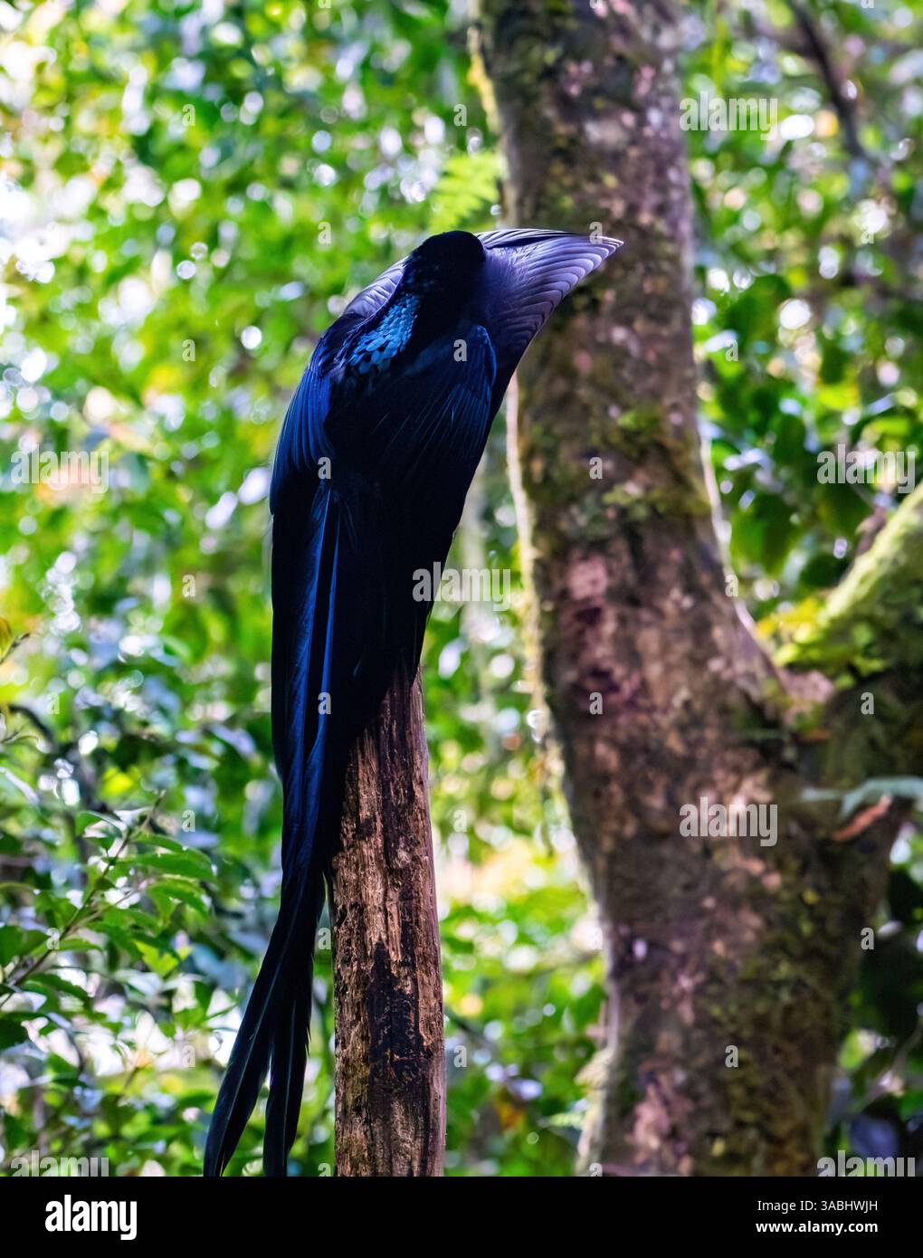 Un maschio Black Sicklebill (Epimachus fastosus) Bird of Paradise corteggiamento che danzava sul suo lek post nella foresta. Papua Occidentale, Indonesia. Foto Stock