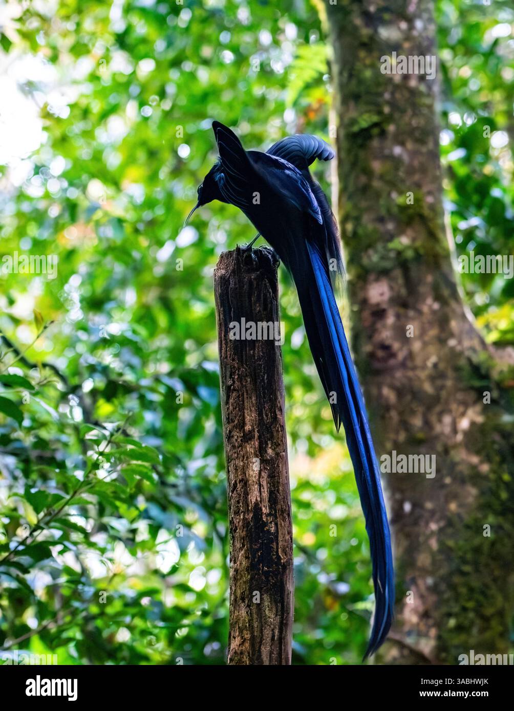 Un maschio Black Sicklebill (Epimachus fastosus) Bird of Paradise corteggiamento che danzava sul suo lek post nella foresta. Papua Occidentale, Indonesia. Foto Stock