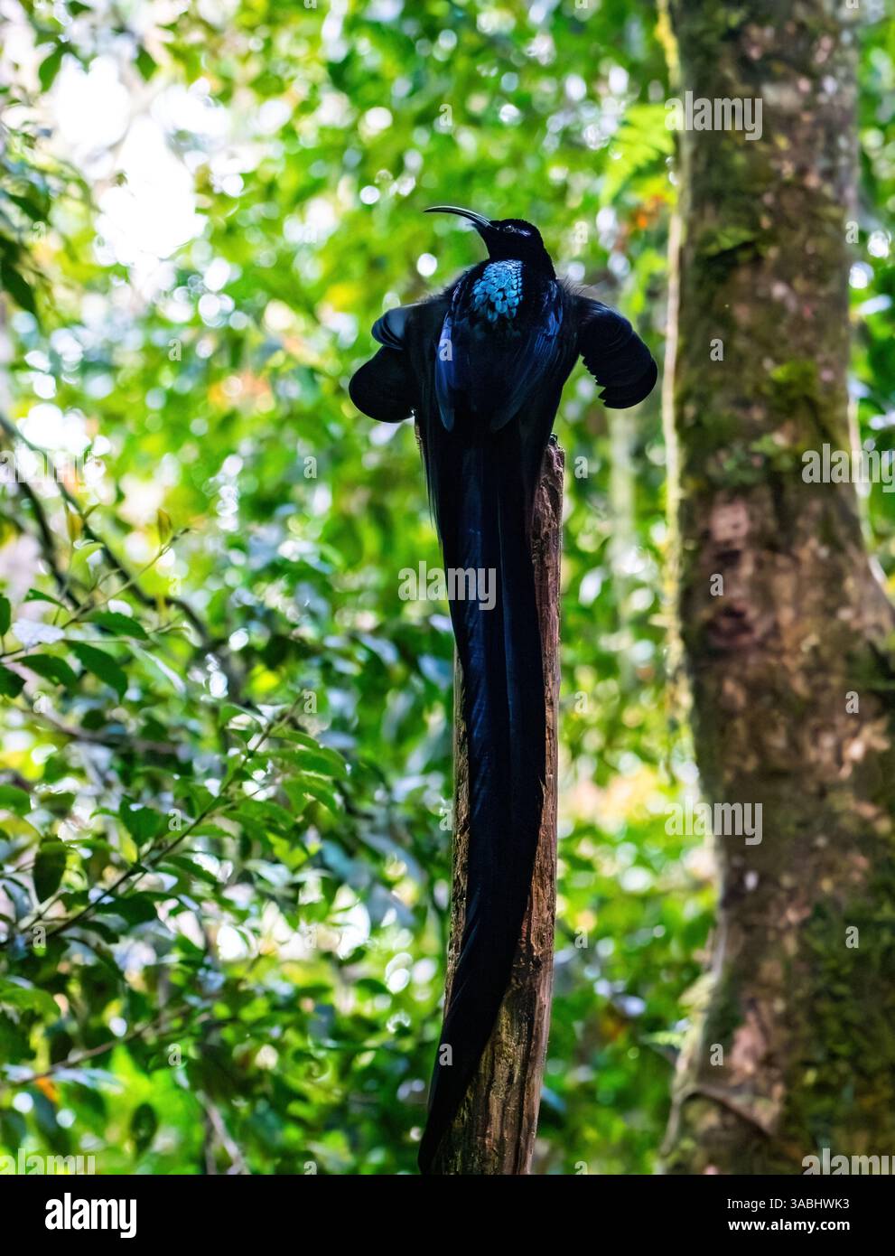 Un maschio Black Sicklebill (Epimachus fastosus) Bird of Paradise corteggiamento che danzava sul suo lek post nella foresta. Papua Occidentale, Indonesia. Foto Stock
