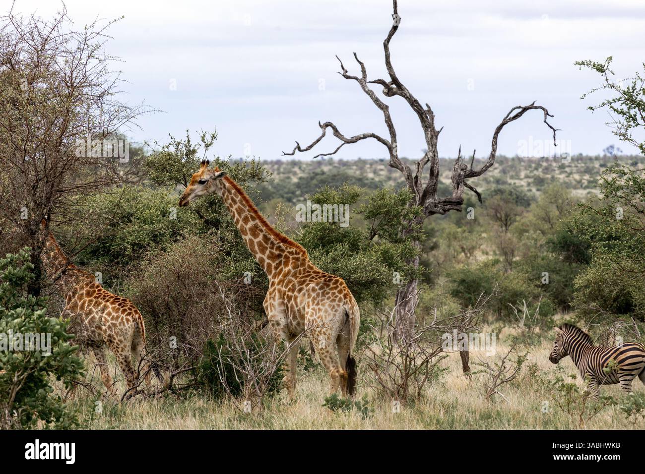 Due giraffe e una zebra camminano sulla savana africana. Animali selvatici nel loro habitat naturale. Safari Tour, Parco Nazionale Kruger, Sud Africa. Foto Stock