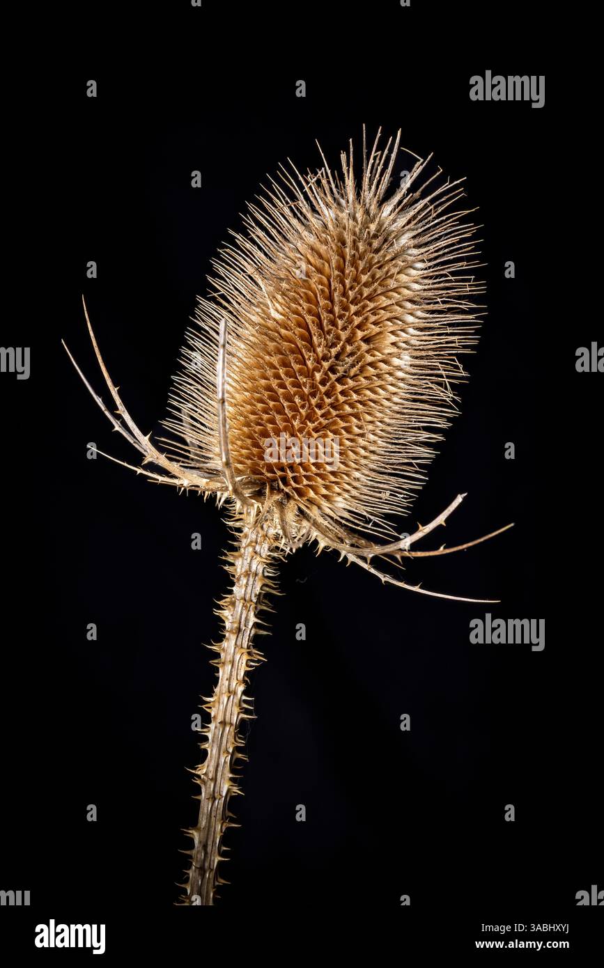 Una testa di cardo in natura Foto Stock