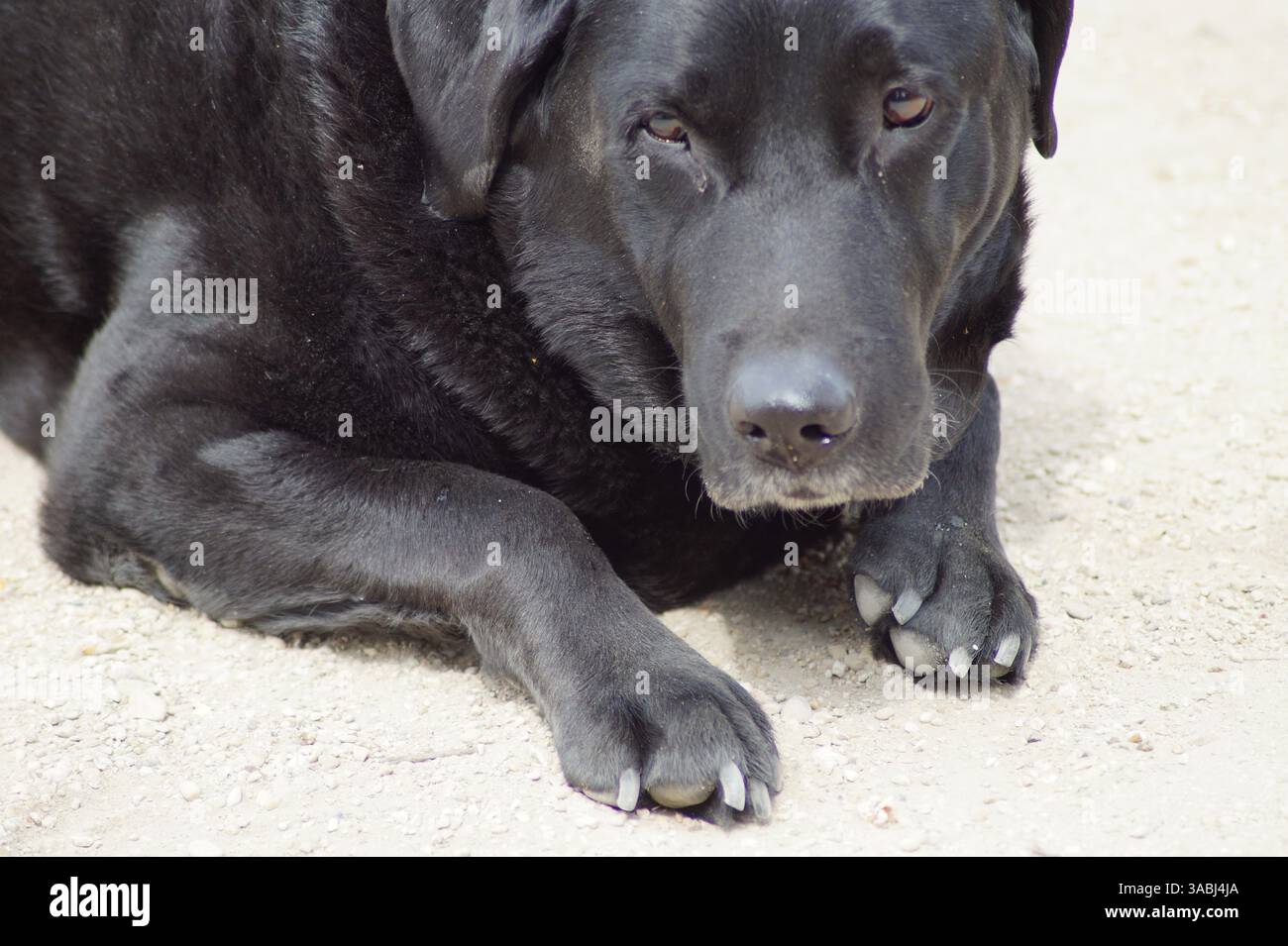Cane nero che si rilassa sul pavimento Foto Stock