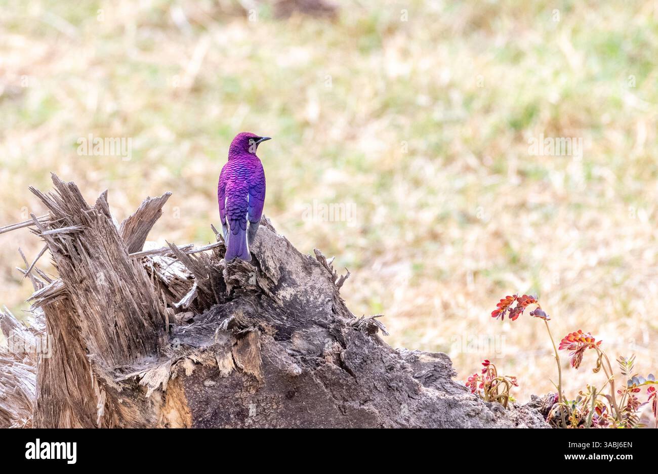 Viola-backed starling (Cinnyricinclus leucogaster) Foto Stock