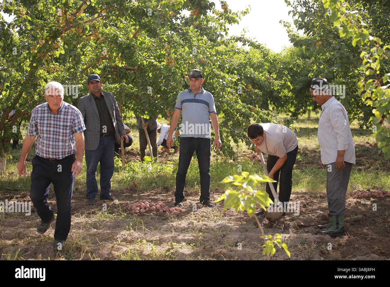 Piantagione di alberi primaverili a Bokhtar, Tagikistan Foto Stock