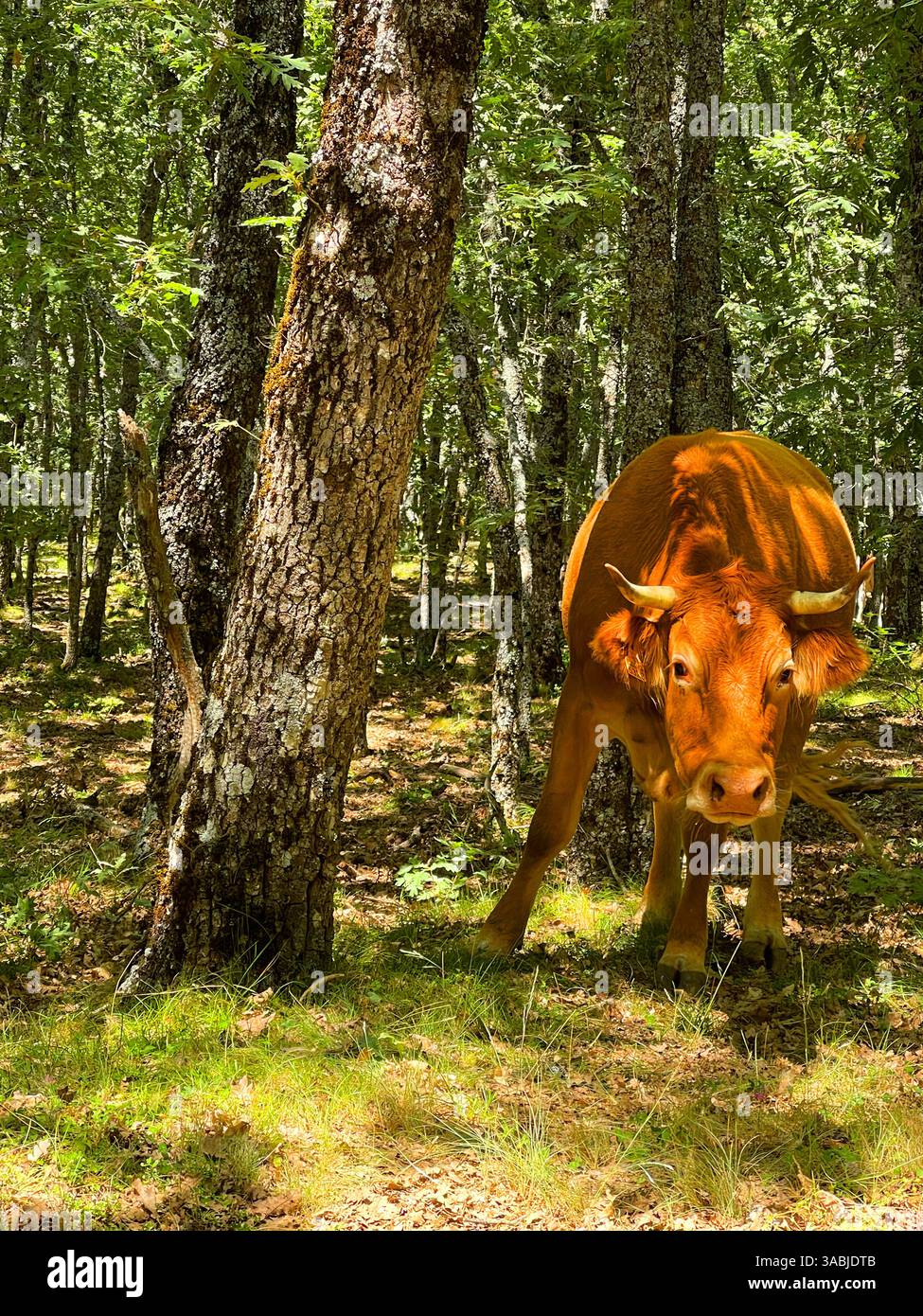 Mucca in una foresta. Foto Stock