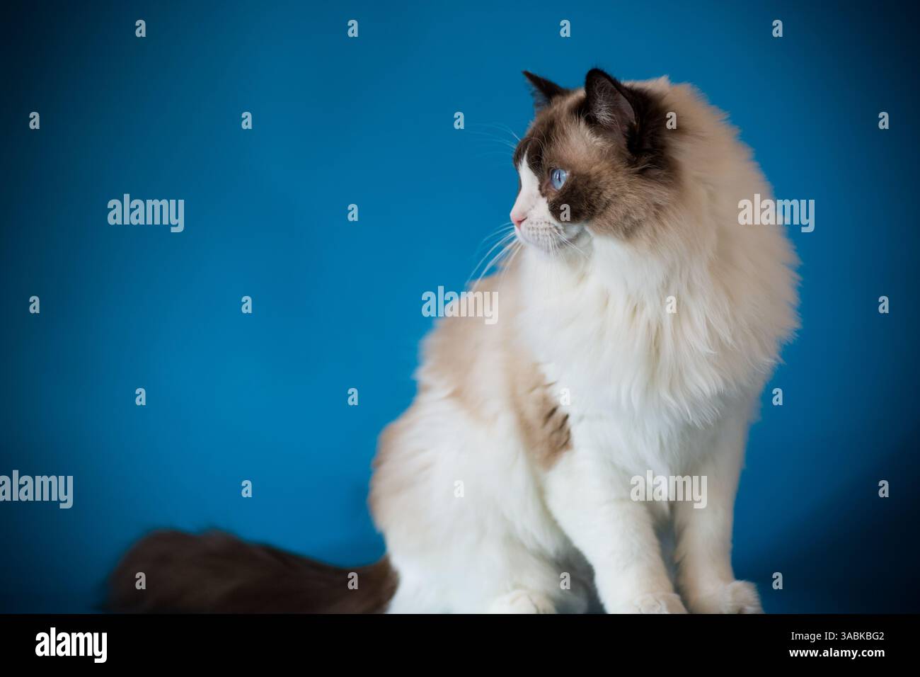Bellissimo gatto Ragdoll con lunghi capelli chiari, su sfondo blu. Foto Stock