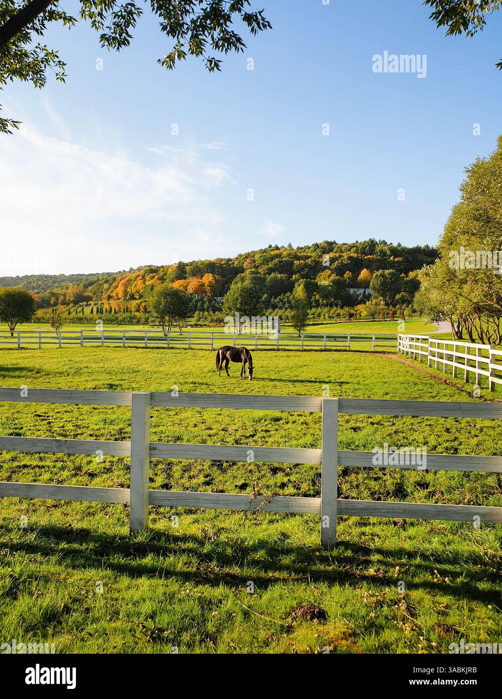 Paesaggio di campagna autunnale con un cavallo. Cavallo bruno che pascolano in un recinto di paddock circondato da recinzione bianca e alberi sulla collina sullo sfondo Foto Stock
