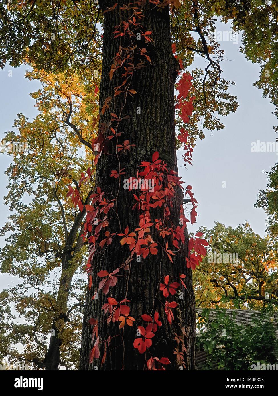 Quercia in autunno. Guardando verso l'alto il tronco dell'albero nella foresta autunnale con la vite che sale sulla corteccia, le foglie della corona diventano gialle e arancioni Foto Stock