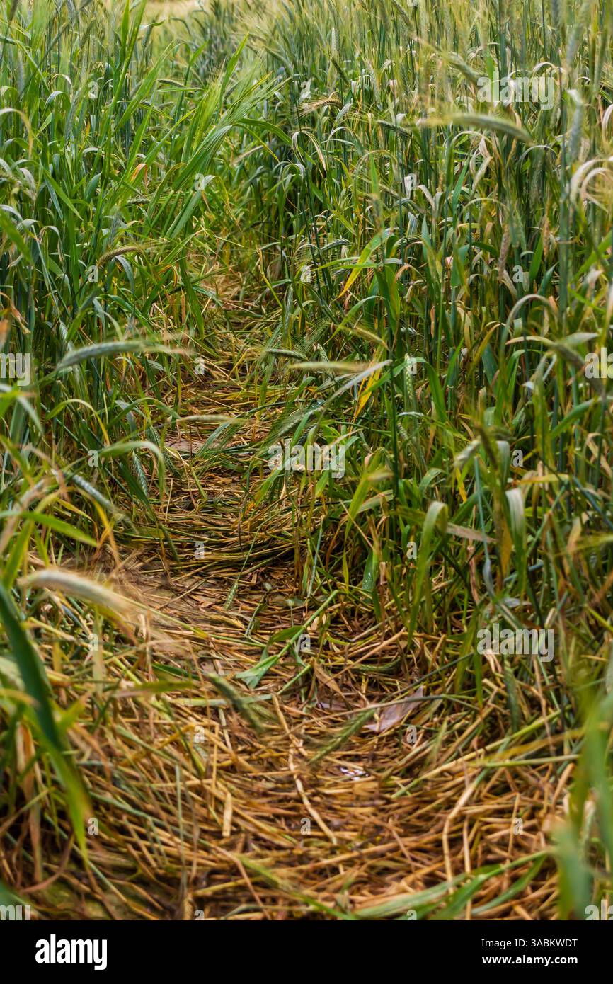 Percorso attraverso il vivace campo di grano verde con erba appiattita Foto Stock