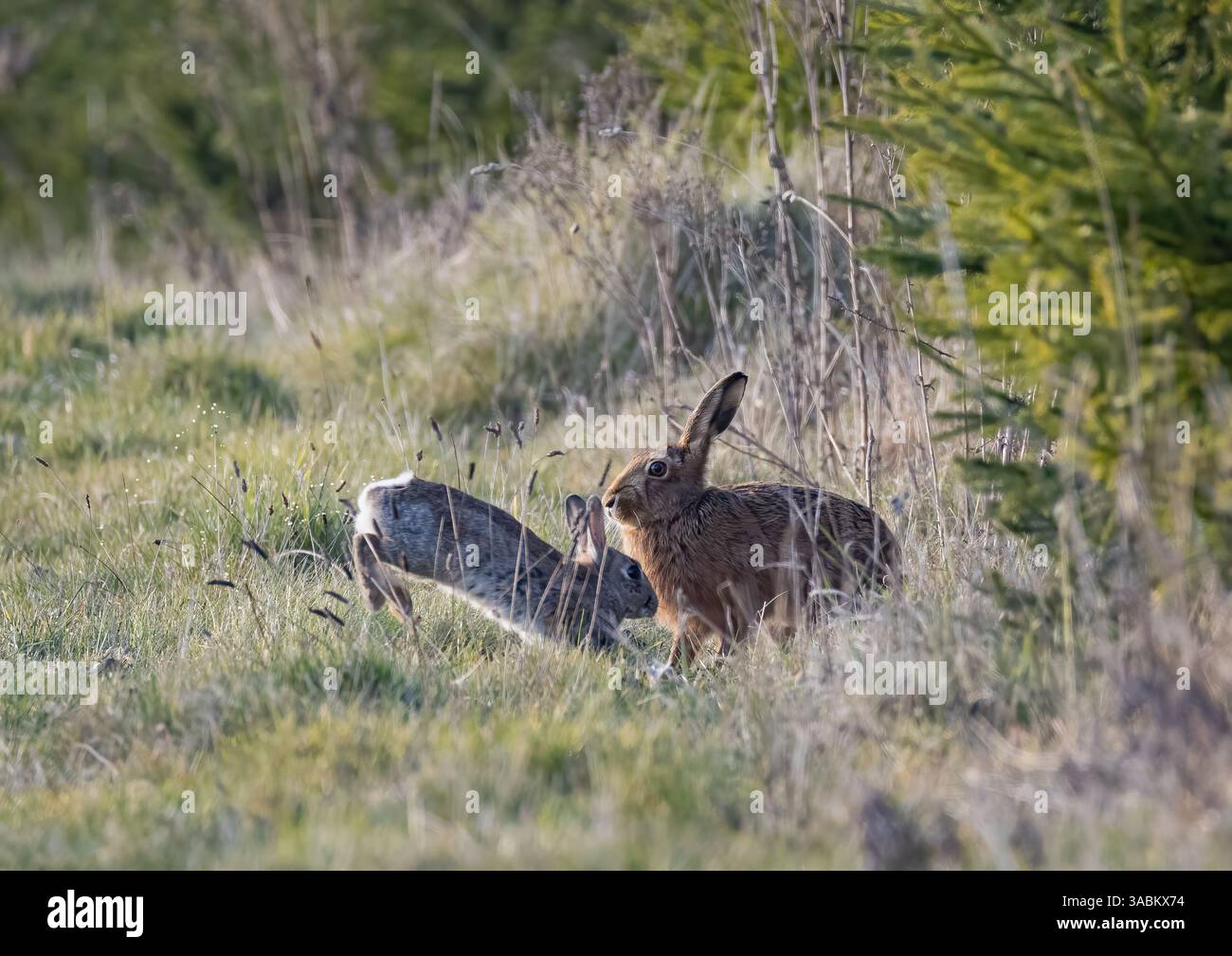 Riuscite a capire la differenza tra una lepre e un coniglio? Ecco un'immagine di entrambe le specie insieme per il confronto. Suffolk, Regno Unito Foto Stock