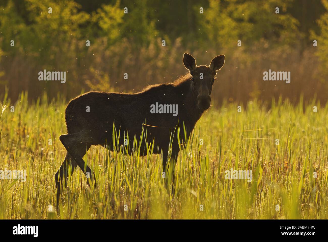 Giovane alce o alce (Alces alces) toro in piedi nelle canne all'alba in estate. Foto Stock