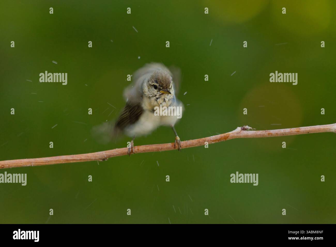 La parula salice (Phylloscopus trochilus) scuote l'acqua delle sue piume dopo il bagno in estate. Foto Stock