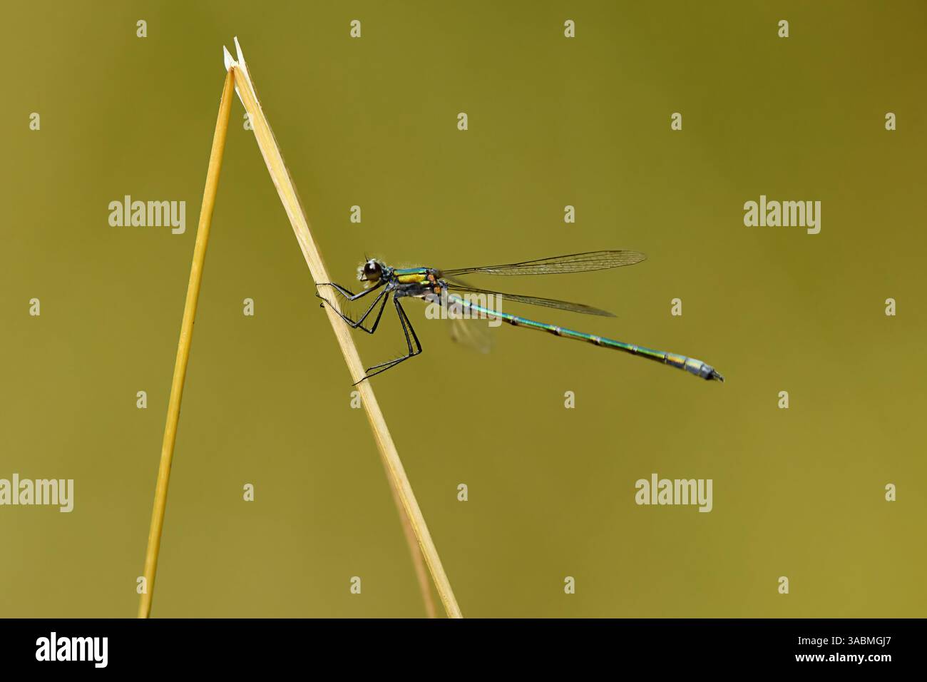 Damigella di smeraldo o spadaccatura comune (Lestes sponsa) che riposa su un'erba alla fine dell'estate. Foto Stock